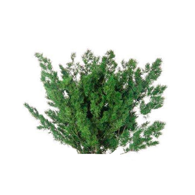 PAQUETE ASPARUGUS VERDE PRESERVADO LARGO 30/50 CM - PESO 50 GR