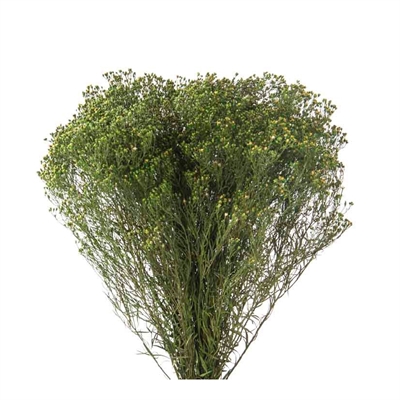 PAQUETE AMPHIACHYRIS VERDE CON FLOR PRESERVADO LARGO 30/60 CM - PESO 100 GR