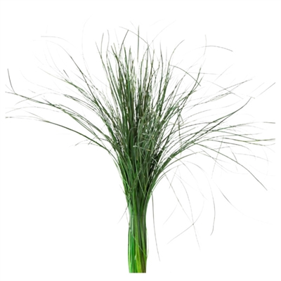 PAQUETE PAMPA DE CORTADERIA SELLOANA VERDE PRESERVADO LARGO 80/120 CM - PESO 150 GR